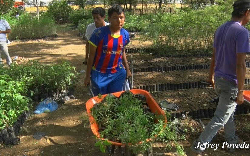 plantas